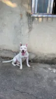 Cachorro raça Pit-Bull idade 6 ou mais anos nome Diana