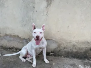 Cachorro raça Pit-Bull idade 6 ou mais anos nome Diana