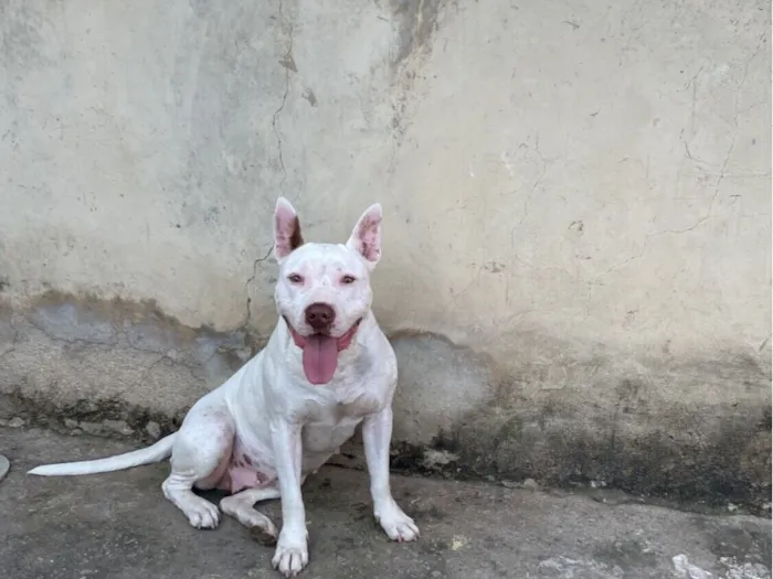 Cachorro raça Pit-Bull idade 6 ou mais anos nome Diana