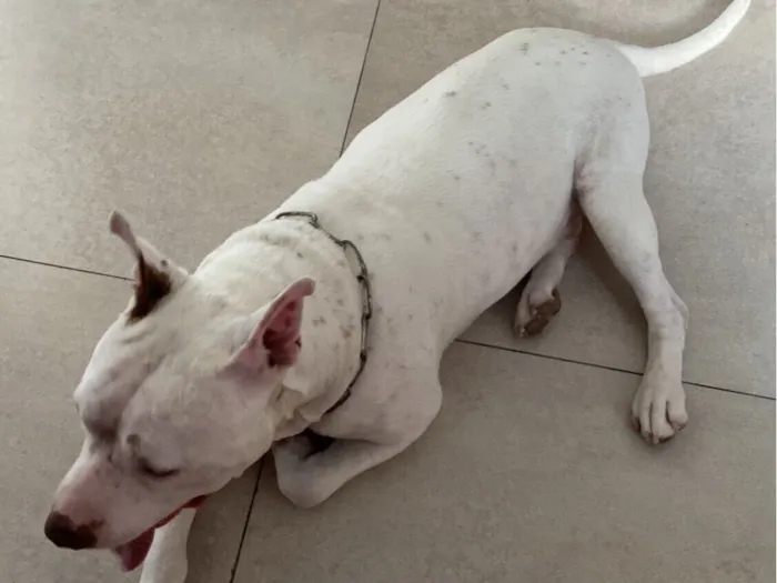 Cachorro raça Pit-Bull idade 6 ou mais anos nome Diana