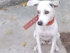 Cachorro raça SRD-ViraLata idade 2 anos nome Tina 