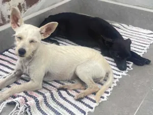 Cachorro raça SRD-ViraLata idade 2 anos nome Preta e branca 