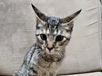 Gato raça SRD-ViraLata idade Abaixo de 2 meses nome Doação gatinha Itapoa