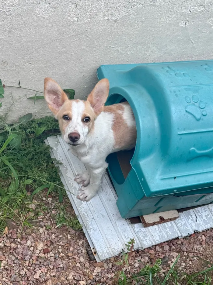 Cachorro raça SRD-ViraLata idade 2 a 6 meses nome Spike 