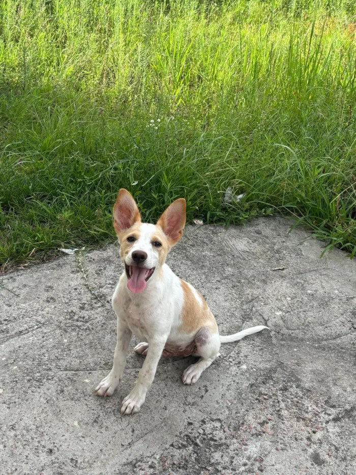 Cachorro raça SRD-ViraLata idade 2 a 6 meses nome Spike 