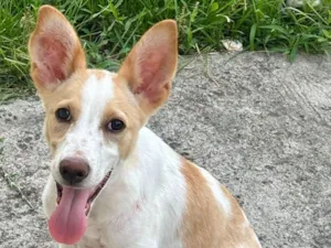 Cachorro raça SRD-ViraLata idade 2 a 6 meses nome Spike 