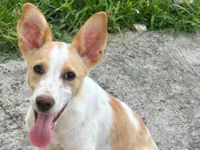 Cachorro raça SRD-ViraLata idade 2 a 6 meses nome Spike 