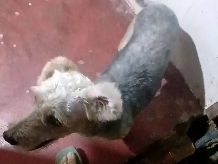 Cachorro raça Shitzu idade 7 a 11 meses nome Theo 