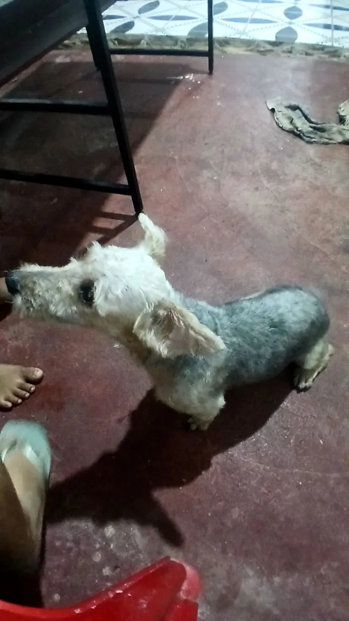 Cachorro raça Shitzu idade 7 a 11 meses nome Theo 