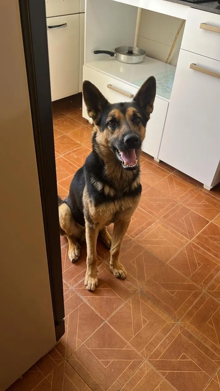 Cachorro raça Pastor Alemão idade 4 anos nome Negão 
