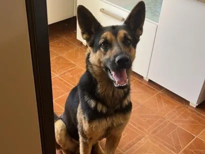 Cachorro raça Pastor Alemão idade 4 anos nome Negão 