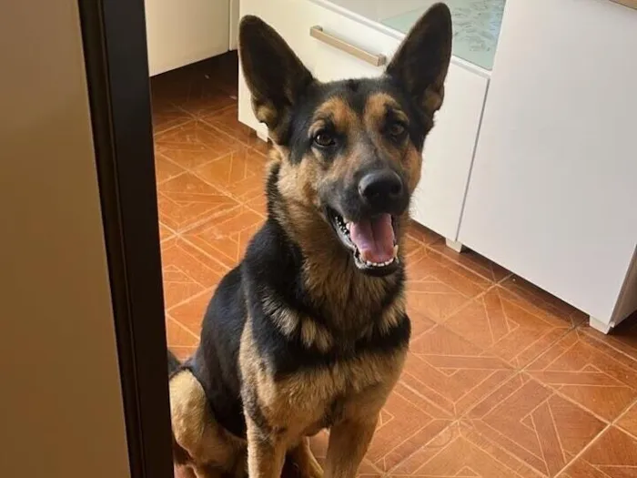 Cachorro raça Pastor Alemão idade 4 anos nome Negão 