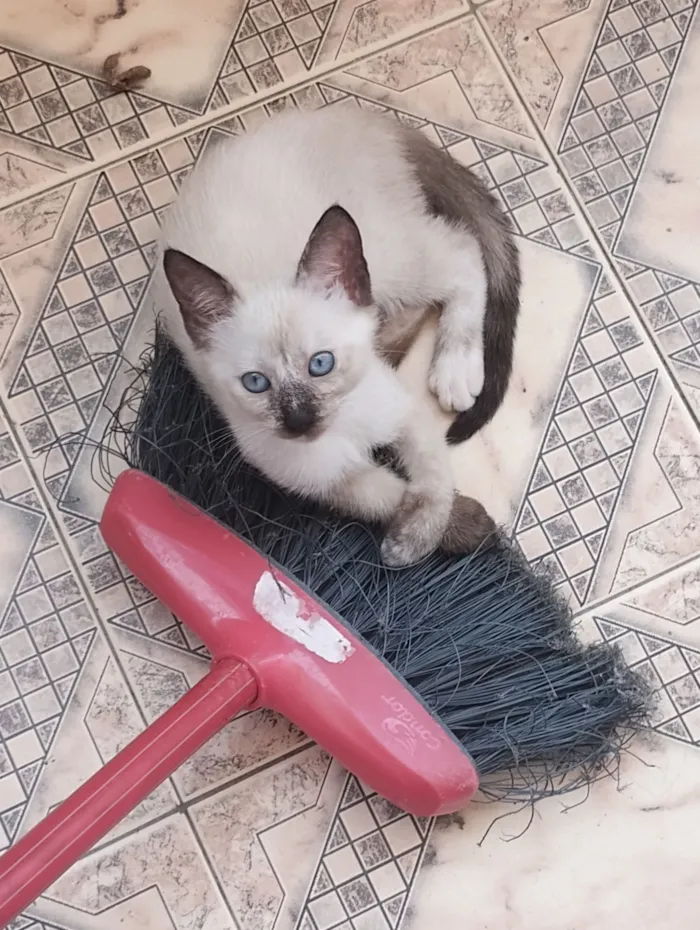 Gato raça SRD-ViraLata idade 2 a 6 meses nome Flocos 