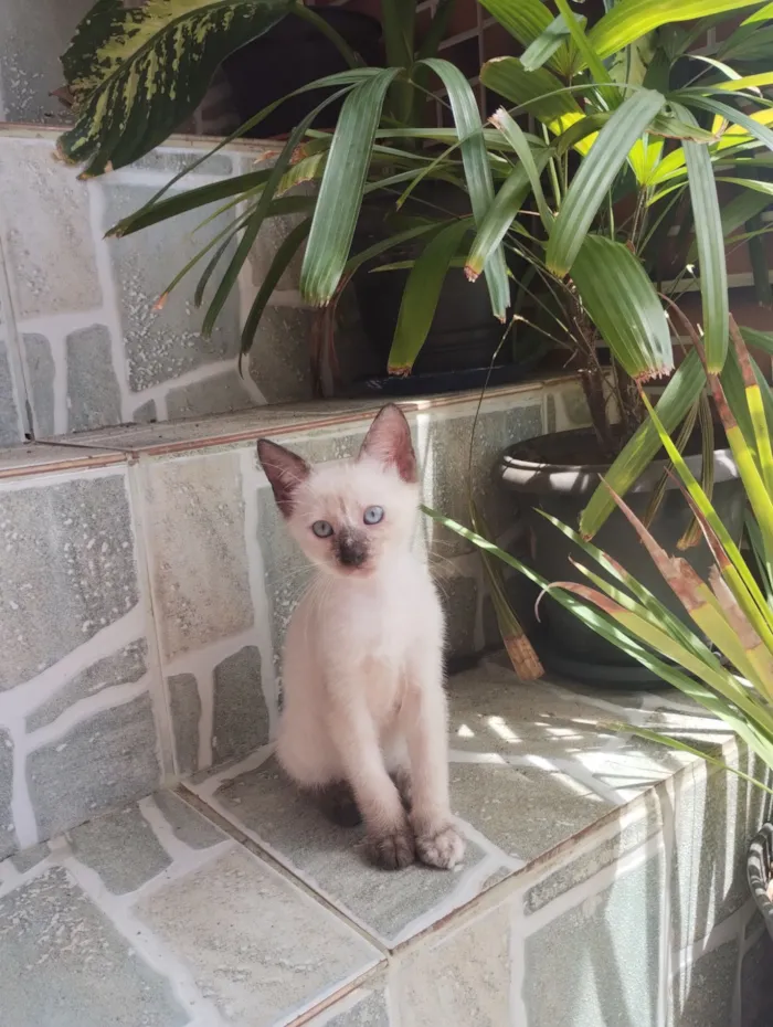 Gato raça SRD-ViraLata idade 2 a 6 meses nome Flocos 