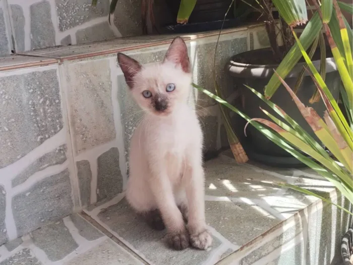 Gato raça SRD-ViraLata idade 2 a 6 meses nome Flocos 