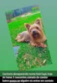 Cachorro raça Yorkshire idade 6 ou mais anos nome Fred
