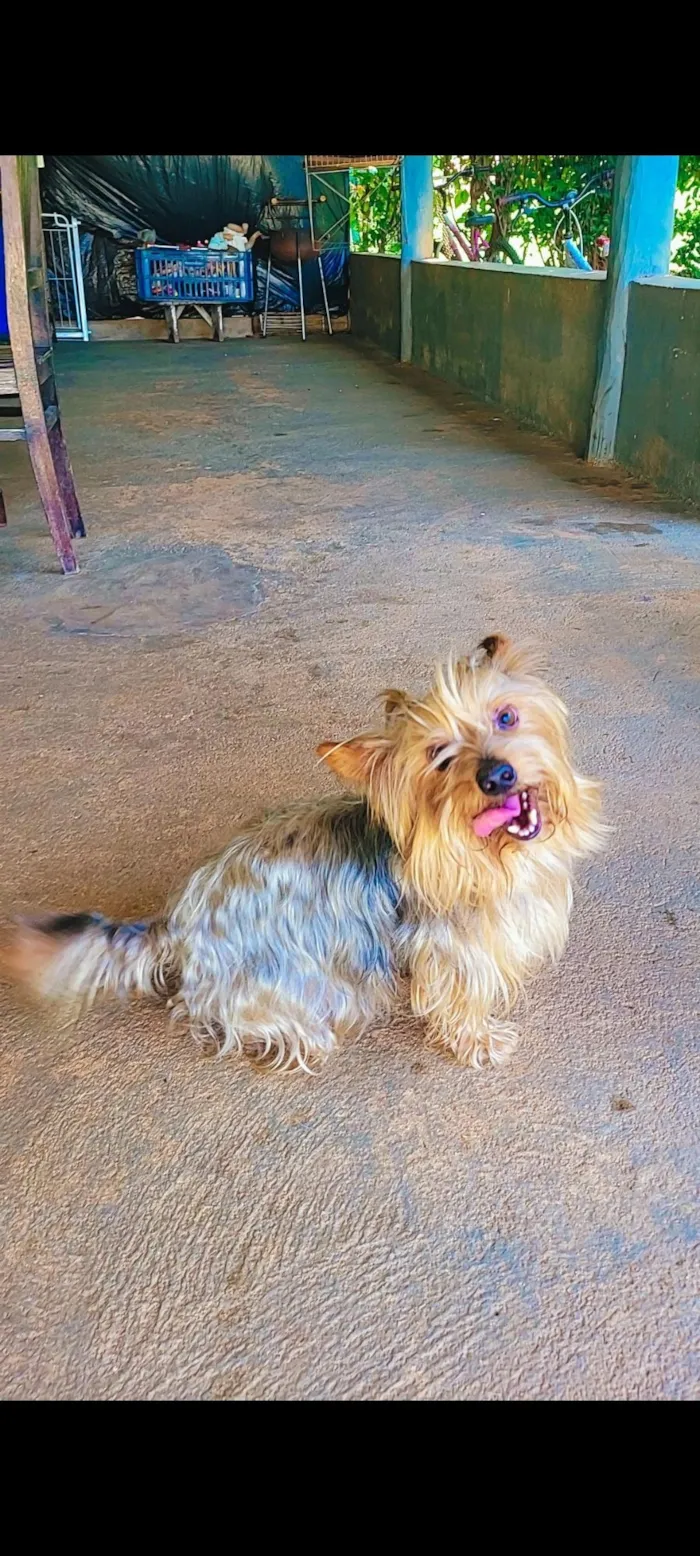 Cachorro raça Yorkshire idade 6 ou mais anos nome Fred