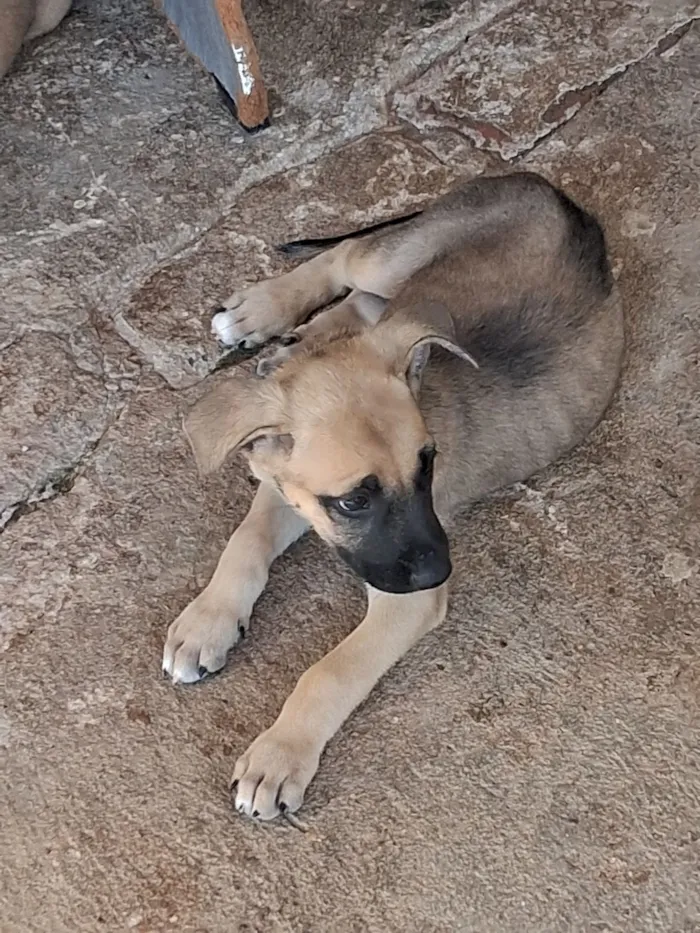 Cachorro raça SRD-ViraLata idade 2 a 6 meses nome Lisa