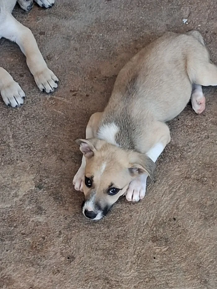 Cachorro raça SRD-ViraLata idade 2 a 6 meses nome Lisa