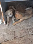 Cachorro raça SRD-ViraLata idade 2 a 6 meses nome Lisa