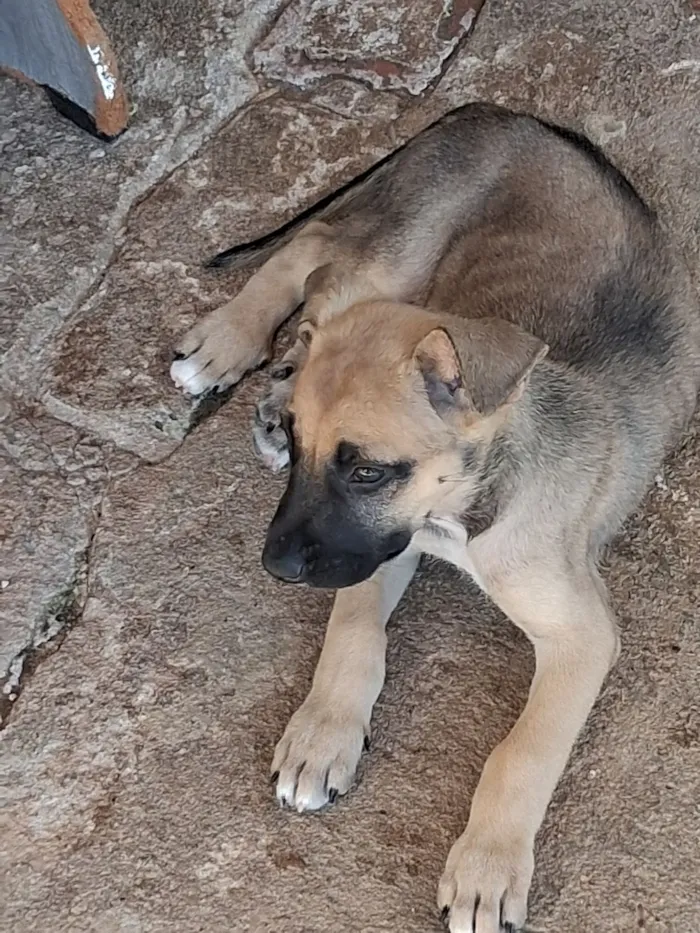 Cachorro raça SRD-ViraLata idade 2 a 6 meses nome Lisa