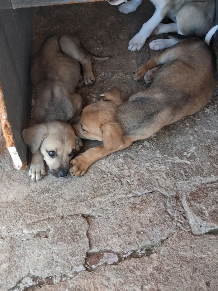 Cachorro raça SRD-ViraLata idade 2 a 6 meses nome Lisa