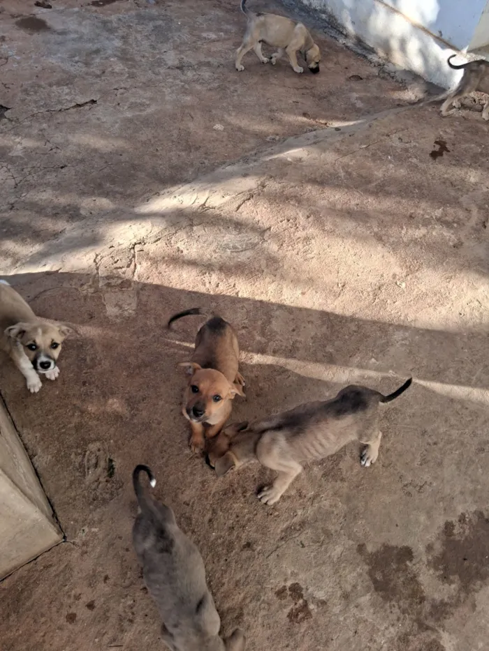 Cachorro raça SRD-ViraLata idade 2 a 6 meses nome Lisa