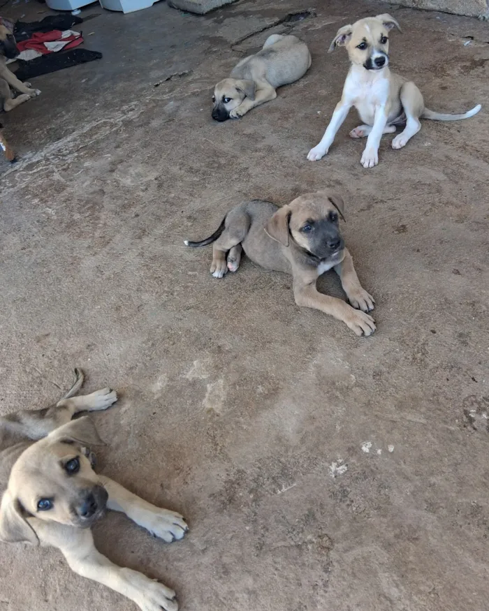 Cachorro raça SRD-ViraLata idade 2 a 6 meses nome Lisa