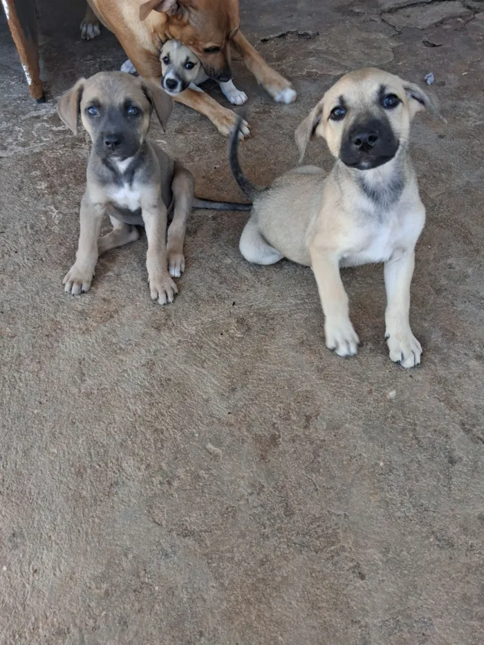 Cachorro raça SRD-ViraLata idade 2 a 6 meses nome Lisa