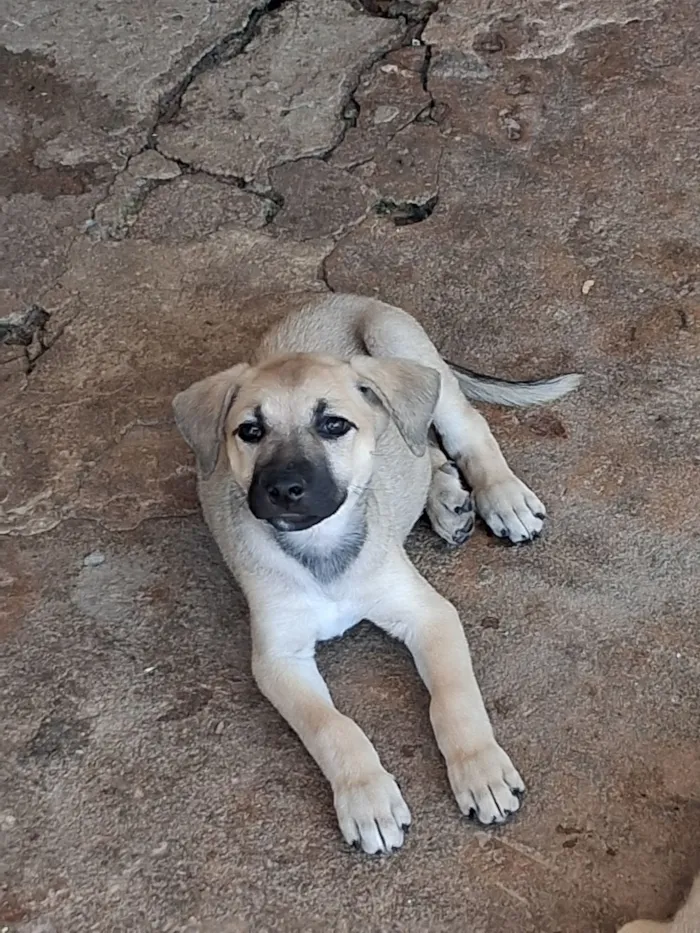 Cachorro raça SRD-ViraLata idade Abaixo de 2 meses nome Lisa