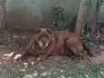Cachorro raça SRD-ViraLata idade 6 ou mais anos nome Urso 