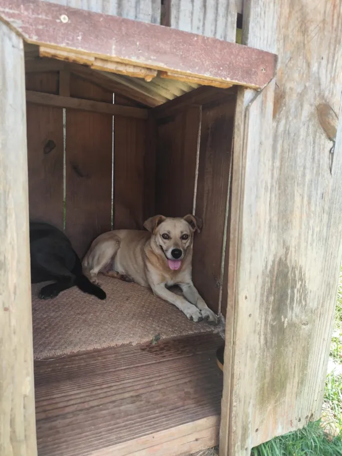 Cachorro raça SRD-ViraLata idade 5 anos nome Branquinha 