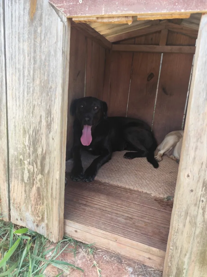 Cachorro raça SRD-ViraLata idade 3 anos nome Abacaxi 