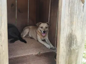 Cachorro raça SRD-ViraLata idade 5 anos nome Branquinha 