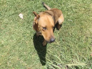 Cachorro raça SRD-ViraLata idade 3 anos nome Pêssego 