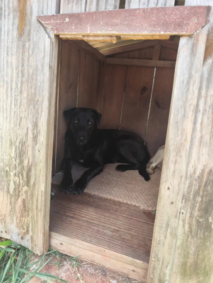 Cachorro raça SRD-ViraLata idade 3 anos nome Abacaxi 