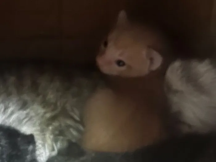 Gato raça SRD-ViraLata idade Abaixo de 2 meses nome Sem nome