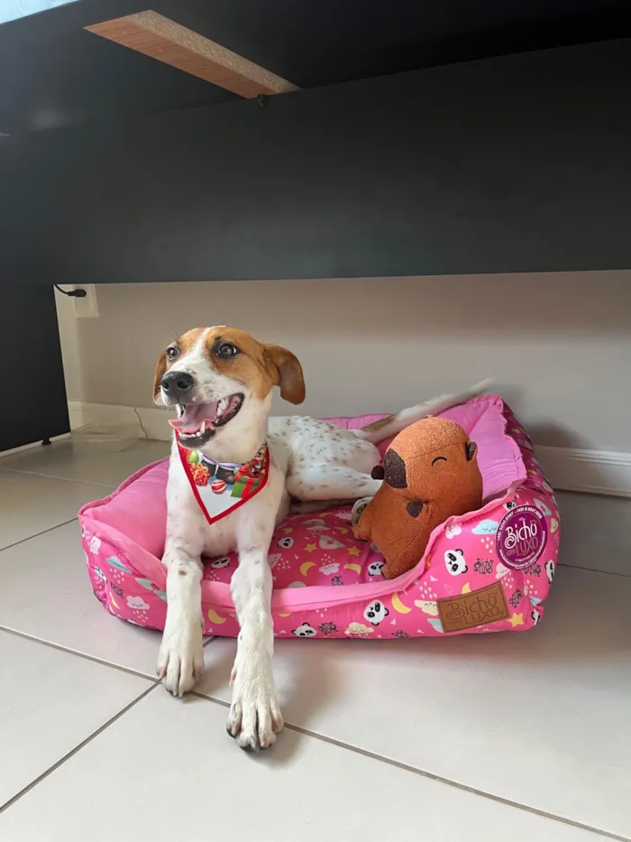 Cachorro raça SRD-ViraLata idade 1 ano nome Pepe