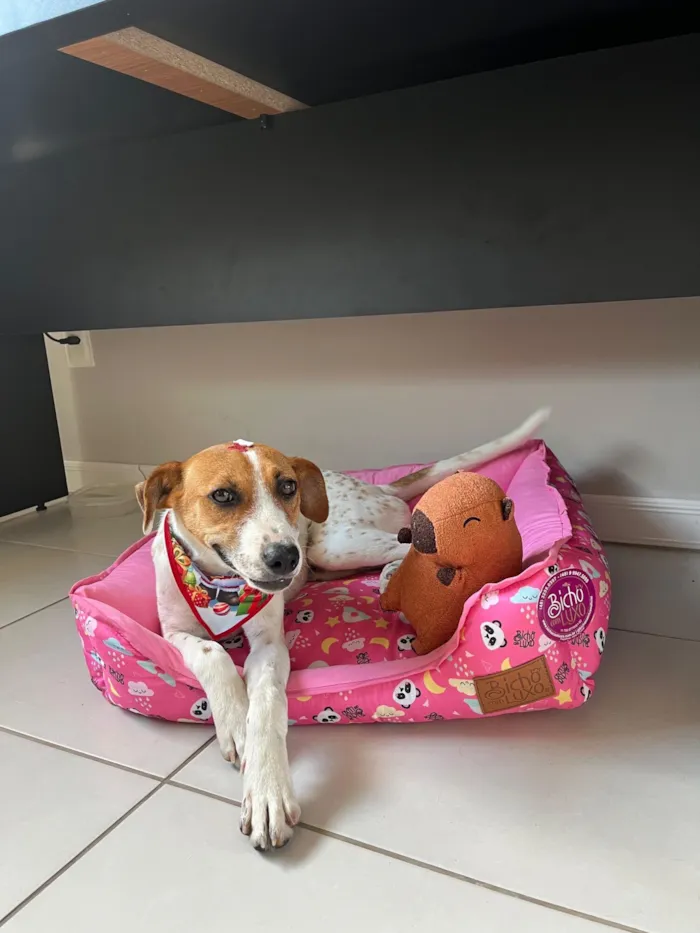 Cachorro raça SRD-ViraLata idade 1 ano nome Pepe
