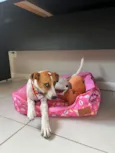 Cachorro raça SRD-ViraLata idade 1 ano nome Pepe