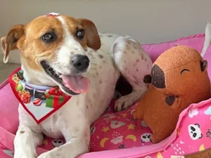 Cachorro raça SRD-ViraLata idade 1 ano nome Pepe