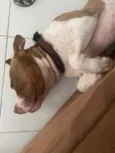 Cachorro raça Pit-Bull idade 3 anos nome Zeus