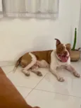 Cachorro raça Pit-Bull idade 3 anos nome Zeus