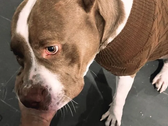 Cachorro raça Pit-Bull idade 3 anos nome Zeus