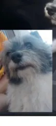 Cachorro raça SRD-ViraLata idade 6 ou mais anos nome Nick