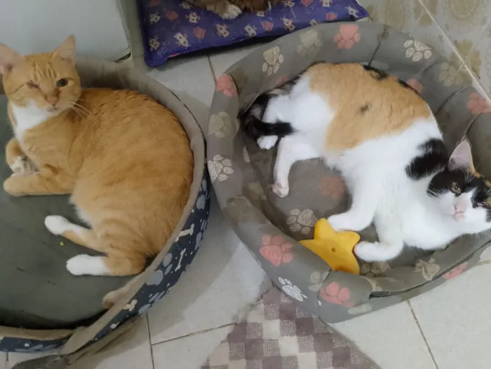 Gato raça SRD-ViraLata idade 4 anos nome Bolinho