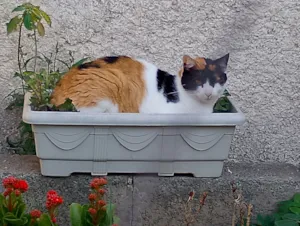 Gato raça SRD-ViraLata idade 4 anos nome Bolinho