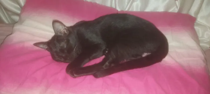 Gato raça SRD-ViraLata idade 2 a 6 meses nome Husk