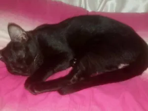 Gato raça SRD-ViraLata idade 2 a 6 meses nome Husk