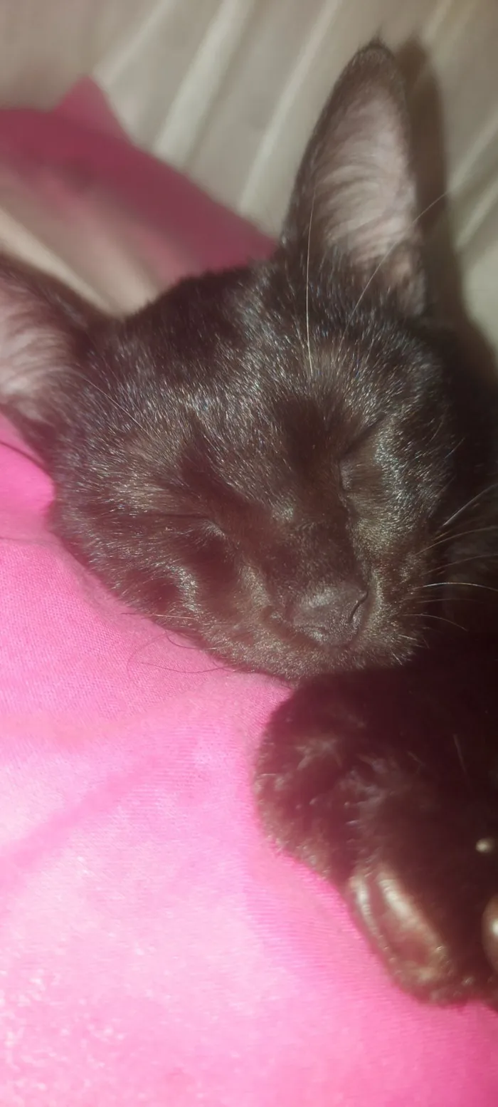 Gato raça SRD-ViraLata idade 2 a 6 meses nome Husk